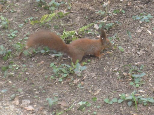 An Eastern European (red) squirrel, though this photo was shot in Warsaw, not Kyiv